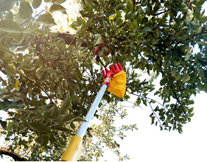 wolf garten tree picker RGM in use picking fruit