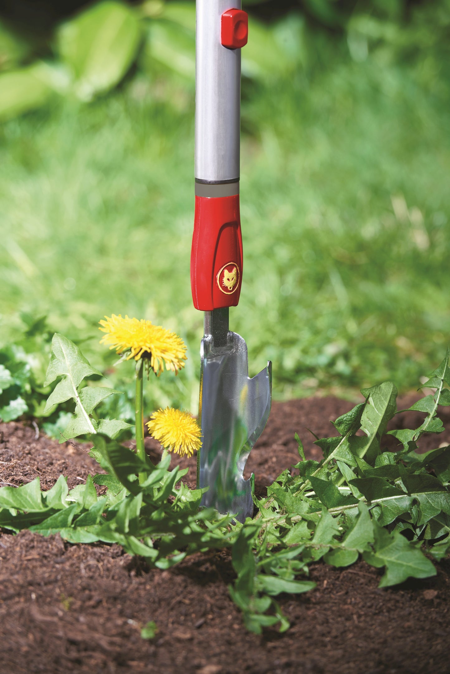 WOLF-Garten Multi-Change® IWM Weed Extractor - 4cm Root Removal Tool & ZMAD Aluminium D-Grip Handle (80cm) WolfOnline